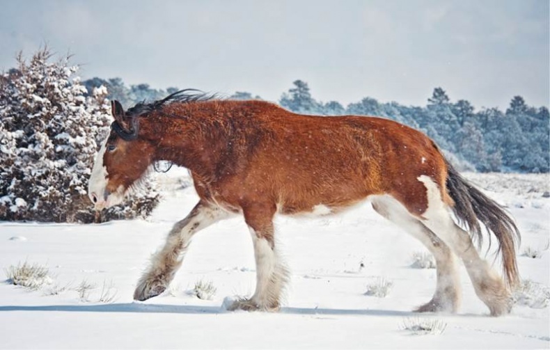 Иллюстрация к книге — Лошадь. Биография нашего благородного спутника [i_028.jpg]