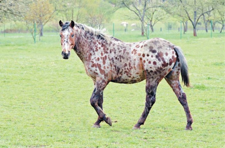 Иллюстрация к книге — Лошадь. Биография нашего благородного спутника [i_029.jpg]