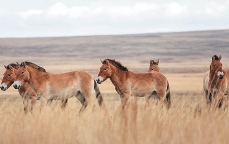 Иллюстрация к книге — Лошадь. Биография нашего благородного спутника [i_031.jpg]