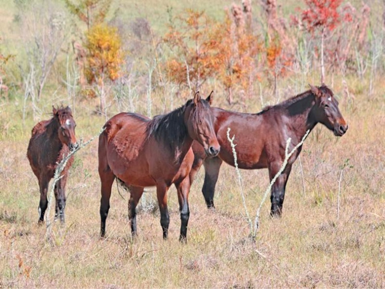 Иллюстрация к книге — Лошадь. Биография нашего благородного спутника [i_032.jpg]