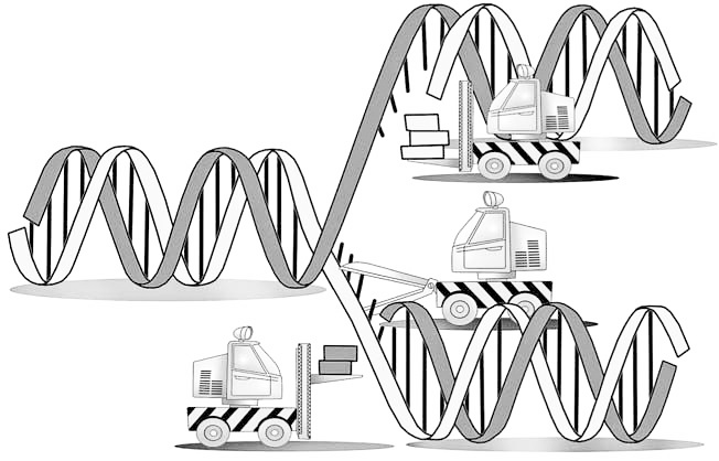 Иллюстрация к книге — Эволюция на пальцах. Для детей и родителей, которые хотят объяснять детям [_10.jpg]
