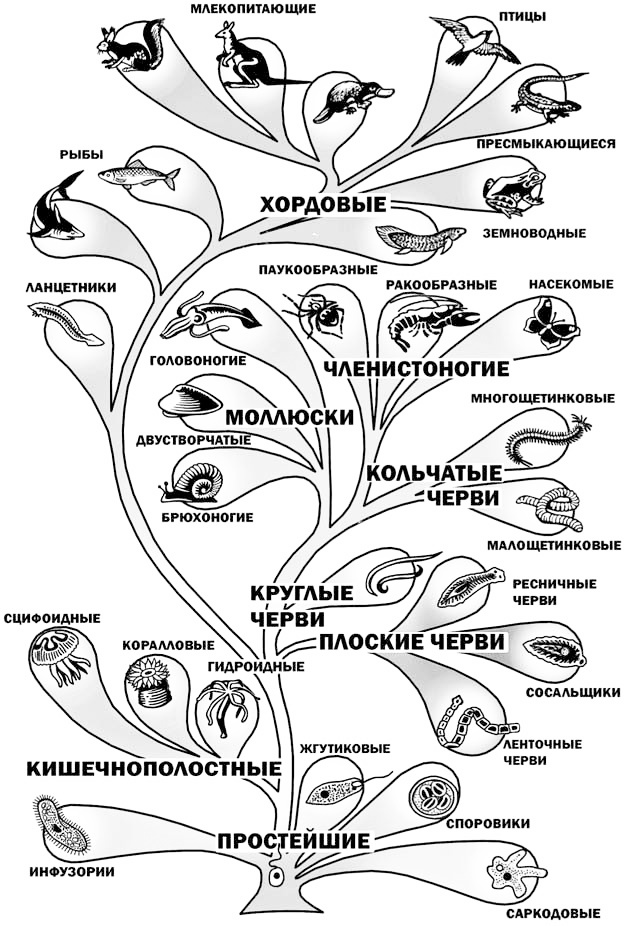 Иллюстрация к книге — Эволюция на пальцах. Для детей и родителей, которые хотят объяснять детям [_14.jpg]
