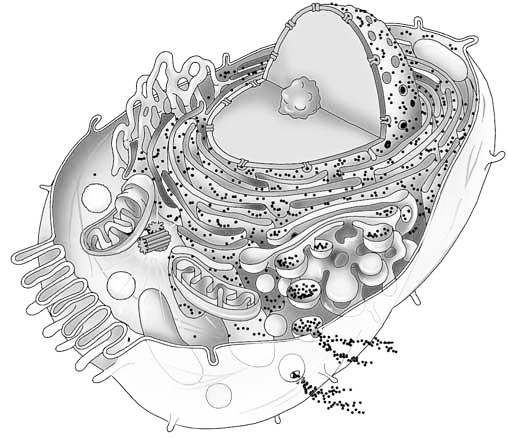 Иллюстрация к книге — Эволюция на пальцах. Для детей и родителей, которые хотят объяснять детям [_6.jpg]