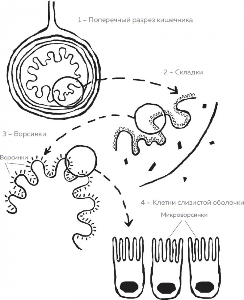 Иллюстрация к книге — Кишечник. Как у тебя дела? [i_005.jpg]