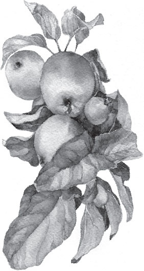 Иллюстрация к книге — Чижик-Пыжик [_112.jpg]