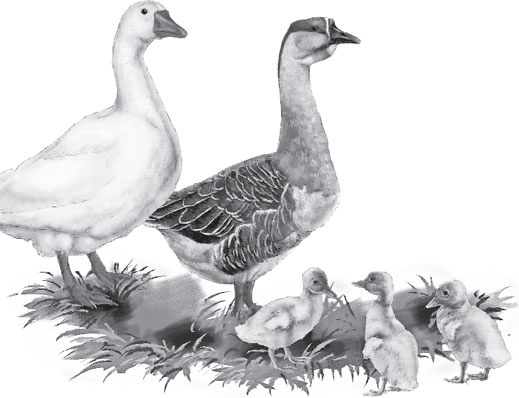 Иллюстрация к книге — Чижик-Пыжик [_12.jpg]