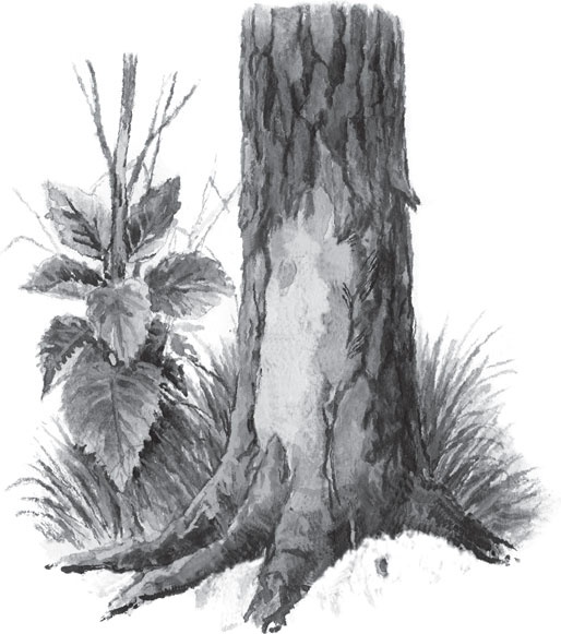 Иллюстрация к книге — Чижик-Пыжик [_126.jpg]