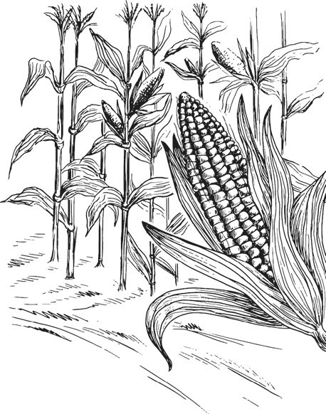 Иллюстрация к книге — Чижик-Пыжик [_135.jpg]