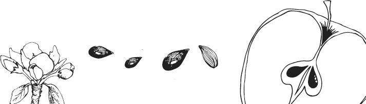 Иллюстрация к книге — Чижик-Пыжик [_139.jpg]