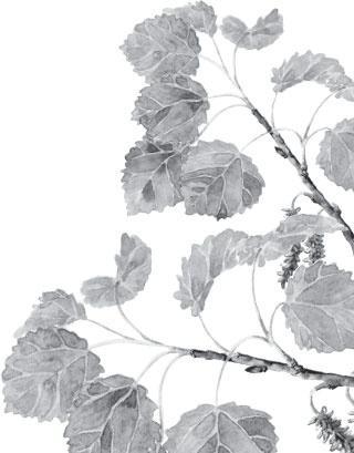 Иллюстрация к книге — Чижик-Пыжик [_141.jpg]