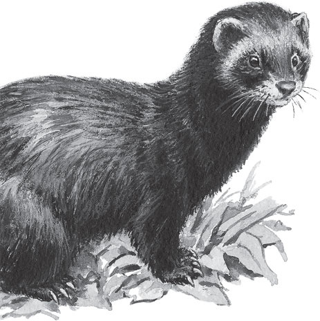 Иллюстрация к книге — Чижик-Пыжик [_38.jpg]