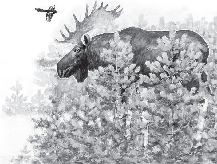 Иллюстрация к книге — Чижик-Пыжик [_41.jpg]