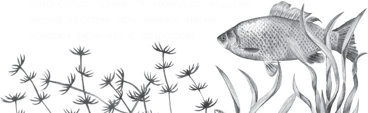 Иллюстрация к книге — Чижик-Пыжик [_56.jpg]