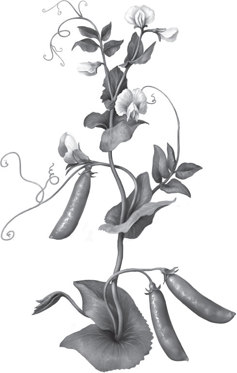 Иллюстрация к книге — Чижик-Пыжик [_64.jpg]