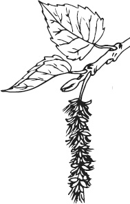 Иллюстрация к книге — Чижик-Пыжик [_65.jpg]