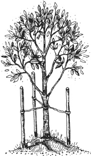 Иллюстрация к книге — Чижик-Пыжик [_69.jpg]