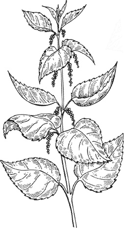 Иллюстрация к книге — Чижик-Пыжик [_72.jpg]