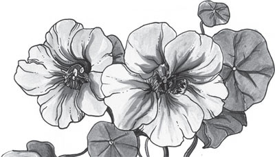 Иллюстрация к книге — Чижик-Пыжик [_84.jpg]