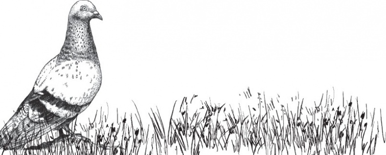 Иллюстрация к книге — Чижик-Пыжик [_86.jpg]