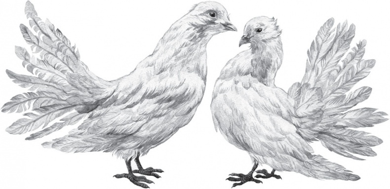 Иллюстрация к книге — Чижик-Пыжик [_88.jpg]