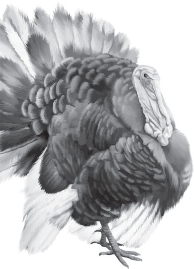 Иллюстрация к книге — Чижик-Пыжик [_90.jpg]