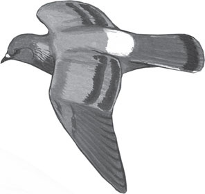 Иллюстрация к книге — Чижик-Пыжик [_92.jpg]