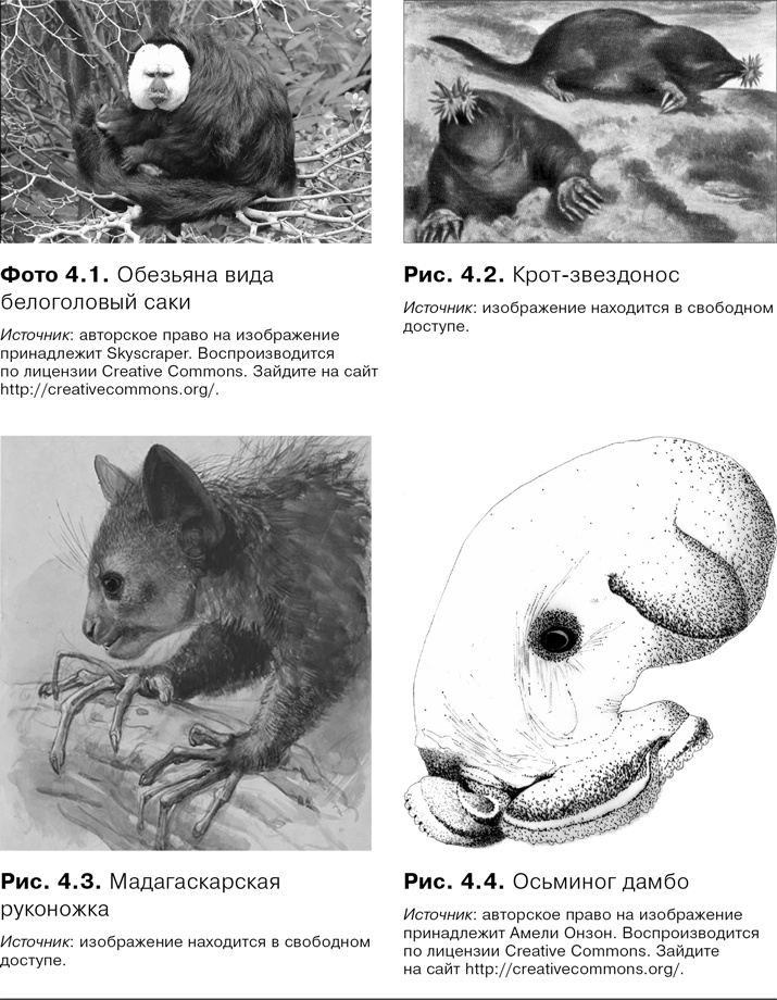 Иллюстрация к книге — Agile-менеджмент. Лидерство и управление командами [i_015.jpg]