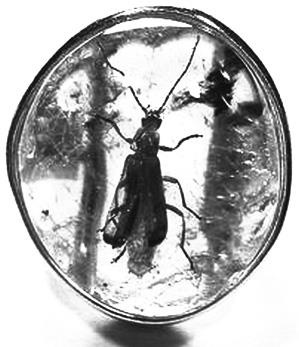 Иллюстрация к книге — Кёнигсберг-13, или Последняя тайна янтарной комнаты [i_021.jpg]