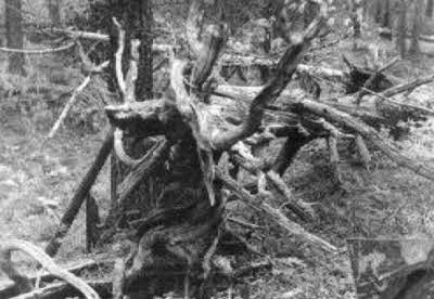 Иллюстрация к книге — Тунгусский метеорит и загадки кометы Галлея [i_017.jpg]