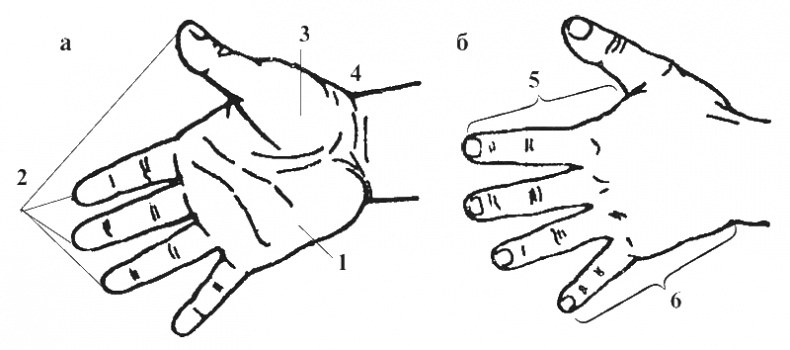 Иллюстрация к книге — Целительные точки организма. Косметический и омолаживающий массаж [i_001.jpg]