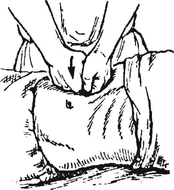 Иллюстрация к книге — Целительные точки организма. Косметический и омолаживающий массаж [i_038.jpg]