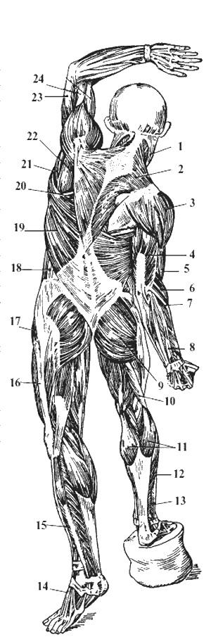 Иллюстрация к книге — Целительные точки организма. Косметический и омолаживающий массаж [i_078.jpg]