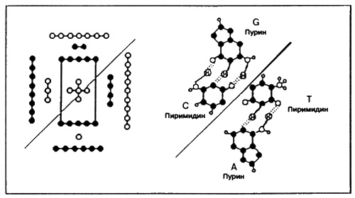Иллюстрация к книге — Пришельцы из вселенной [i_058.jpg]