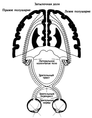 Иллюстрация к книге — Пророчества Тутанхамона [i_061.jpg]