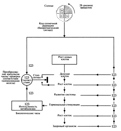 Иллюстрация к книге — Пророчества Тутанхамона [i_173.jpg]
