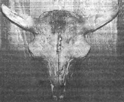 Иллюстрация к книге — Боги с небес [i_110.jpg]