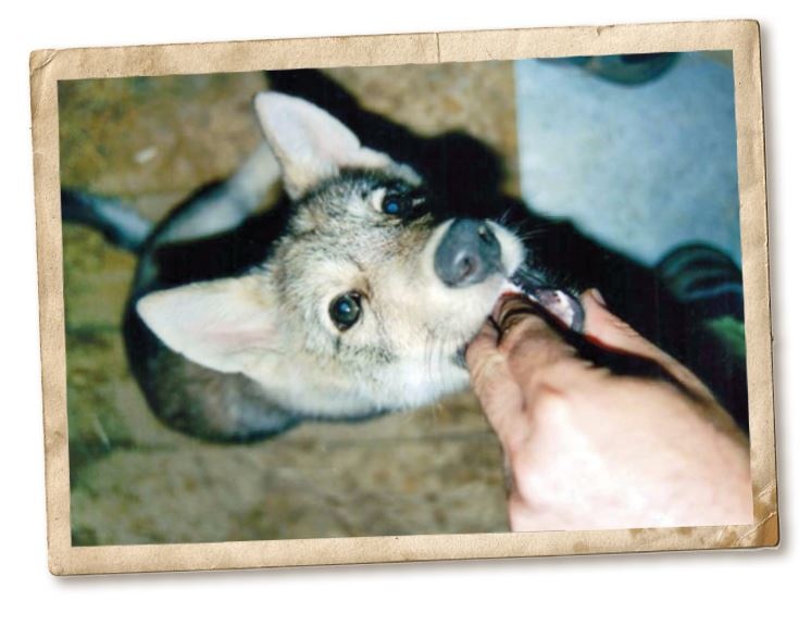 Иллюстрация к книге — Дикие истории. Дневник настоящего мужика [i_054.jpg]