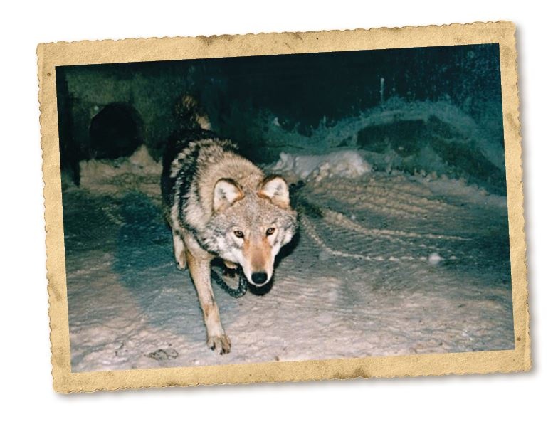 Иллюстрация к книге — Дикие истории. Дневник настоящего мужика [i_060.jpg]