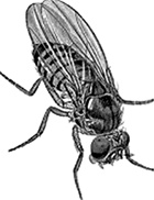 Иллюстрация к книге — ДНК. История генетической революции [i_007.jpg]