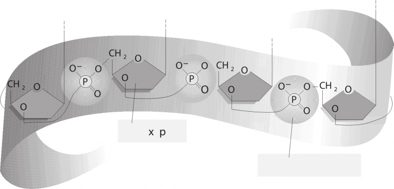 Иллюстрация к книге — ДНК. История генетической революции [i_024.jpg]