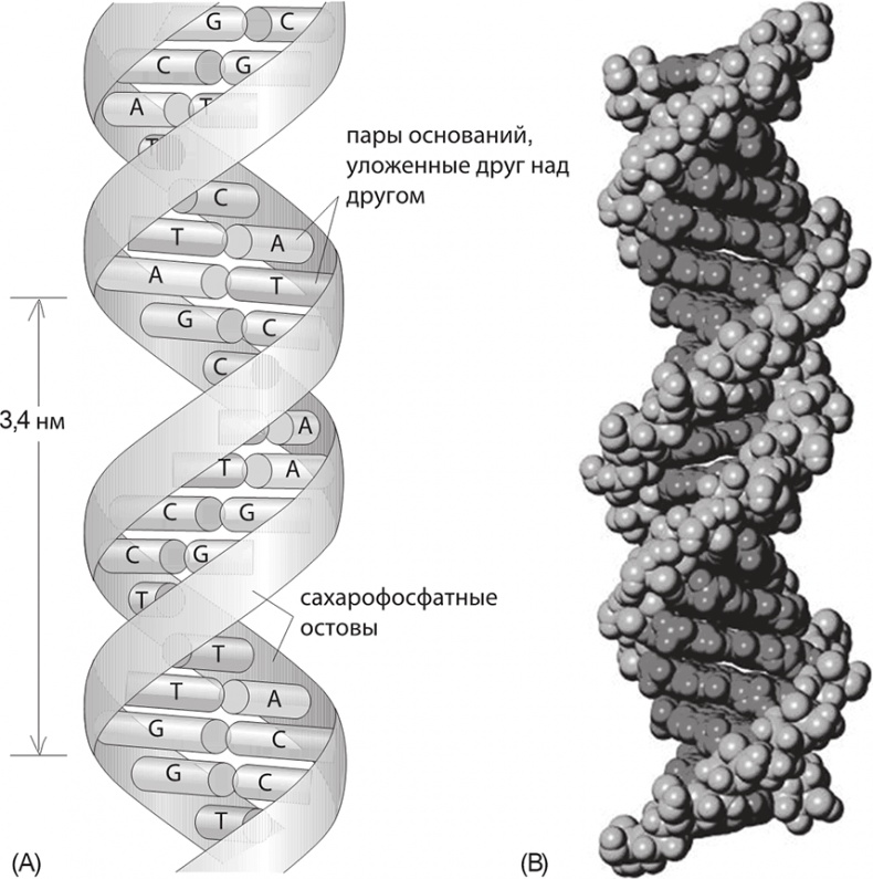 Иллюстрация к книге — ДНК. История генетической революции [i_026.jpg]