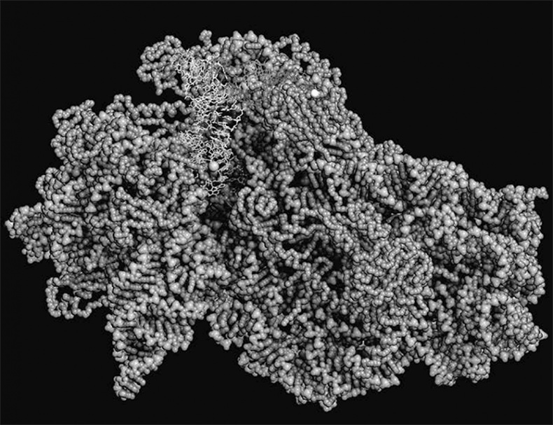 Иллюстрация к книге — ДНК. История генетической революции [i_035.jpg]