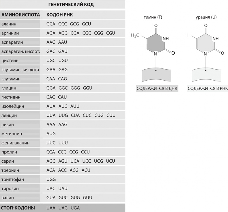 Иллюстрация к книге — ДНК. История генетической революции [i_038.jpg]