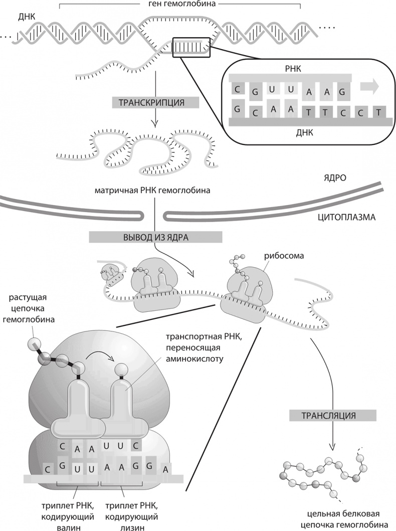 Иллюстрация к книге — ДНК. История генетической революции [i_040.jpg]