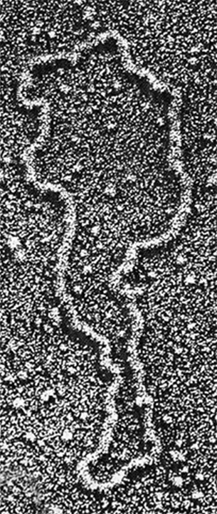 Иллюстрация к книге — ДНК. История генетической революции [i_045.jpg]