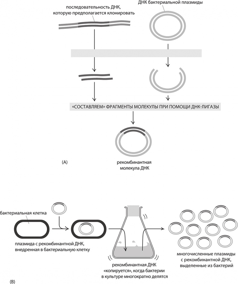 Иллюстрация к книге — ДНК. История генетической революции [i_047.jpg]