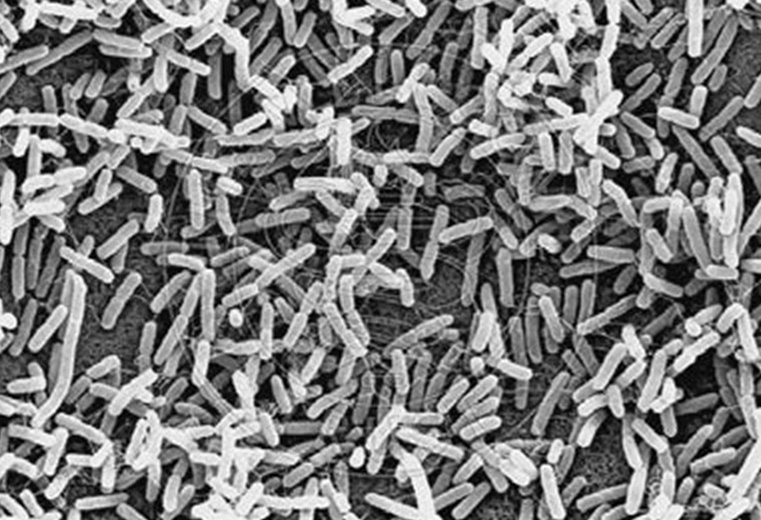 Иллюстрация к книге — ДНК. История генетической революции [i_048.jpg]