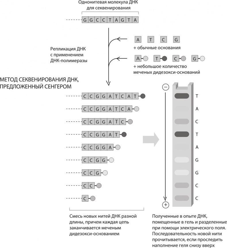 Иллюстрация к книге — ДНК. История генетической революции [i_055.jpg]