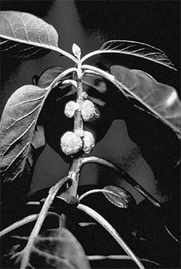 Иллюстрация к книге — ДНК. История генетической революции [i_064.jpg]