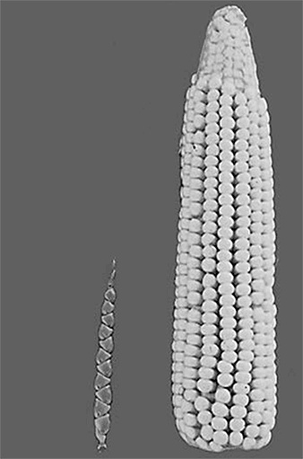 Иллюстрация к книге — ДНК. История генетической революции [i_068.jpg]